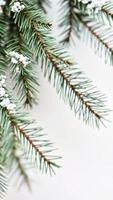 close- a pine branch dusted with snow photo