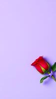 single red rose on a purple background photo