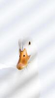 white duck with an beak gazes directly at the viewer photo