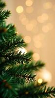 close- a pine tree branch with blurred golden lights the background photo