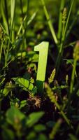 green number one surrounded by foliage photo