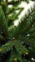 close- view a pine tree branch photo