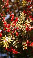 red berries on a branch with green needles snow photo