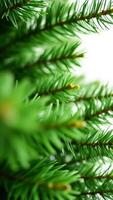 close- a pine branch with green needles photo