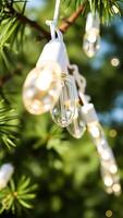 string lights hanging on a coniferous branch photo