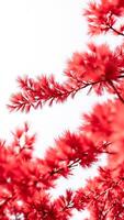 close- red foliage against a white background photo