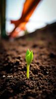 single sprout emerging from dark soil photo