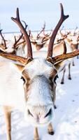 reindeer gazes directly at the camera photo