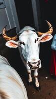 white cow with large patterned horns stares curiously at the camera photo