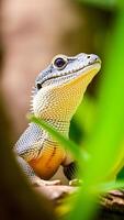small reptile with patterned skin perched on a branch photo