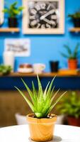 potted plant with long sharp leaves sits on a white table front a blue wall photo