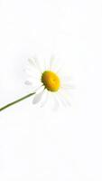 single white daisy against a white background photo