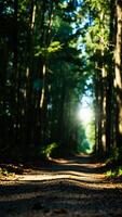sunlit path through a dense forest photo