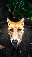 red fox gazes directly at the camera photo