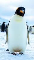 emperor penguin stands alert on a snowy surface photo