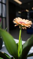 peach-colored flower blooms against a blurred background photo