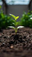 single sprout emerges from the soil photo