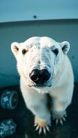 bear looks directly at the camera photo