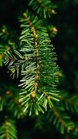 close- view a lush pine branch photo