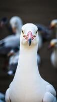 white bird with an intense gaze photo