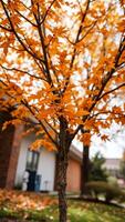 vibrant autumn leaves on a small tree photo