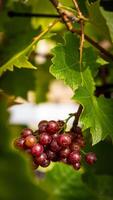 cluster deep red berries hangs from a vine photo