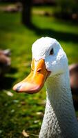 white duck with a curious expression photo