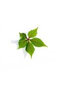 single green leaf with red veins on a white background photo