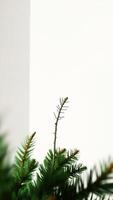 close- a pine branch with sharp needles photo