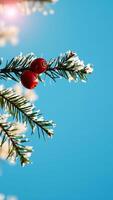 snowy pine branch with red berries photo