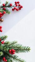 sprig evergreen with red berries on a white background photo