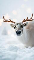 white reindeer covered glitter looks playfully at the camera photo