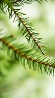 close- view a pine branch photo