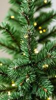 close- a pine branch adorned with string lights photo