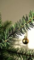 golden ornament adorns a pine branch photo