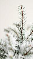 frosty pine branch close- photo