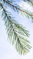 pine branch with lingering snow photo