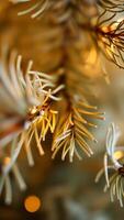 close- a conifer branch with warm light photo