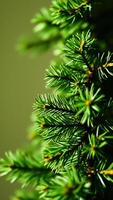 close- view a lush evergreen tree branch photo