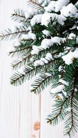 single pine branch adorned with fresh snow photo