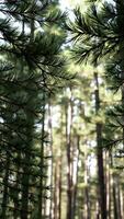 close- pine branches a sun-dappled forest photo