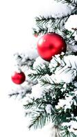 red bauble adorns a snowy pine branch photo