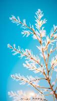frosted tree branch against a blue sky photo