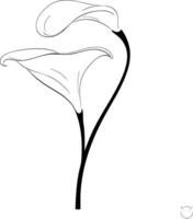 A calla lily is shown in this drawing vector