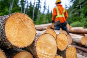 A close-up shot of freshly cut logs stacked in a forest, with a logger in the background wearing safety gear photo