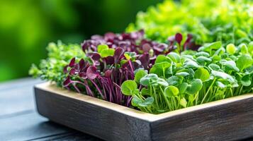 A wooden tray filled with vibrant green and purple microgreens, set against a lush, blurred green background. photo