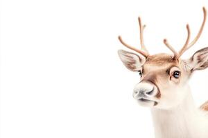 A reindeer with soft brown fur standing in profile on a white background in a winter setting photo