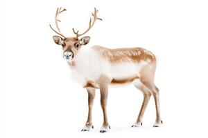 Full-length portrait of a reindeer with soft brown fur and antlers in a winter setting against a white background photo
