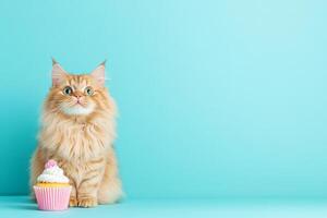 Fluffy Maine cat curiously nibbling a cupcake against a soft blue backdrop in a cozy studio setting photo