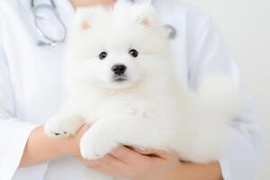 Fluffy white Samoyed puppy being gently held by a veterinarian in a bright clinic setting photo